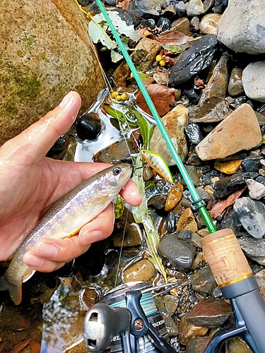 イワナの釣果