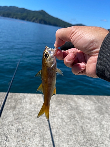 ムツの釣果