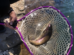 ニジマスの釣果