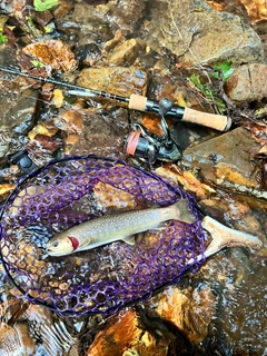 イワナの釣果