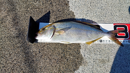 ショゴの釣果