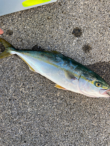 ワカシの釣果