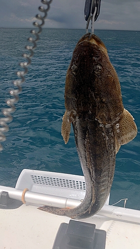 マゴチの釣果