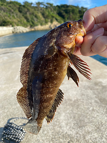 アイナメの釣果