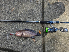 オオモンハタの釣果