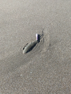 シタビラメの釣果