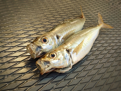 マルアジの釣果