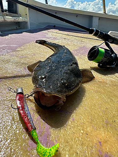 マゴチの釣果