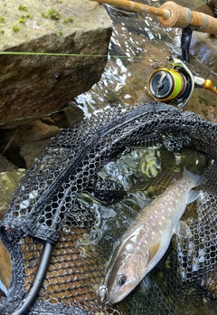 イワナの釣果