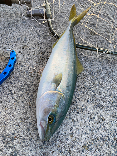 ワカシの釣果