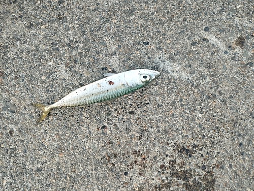 サバの釣果