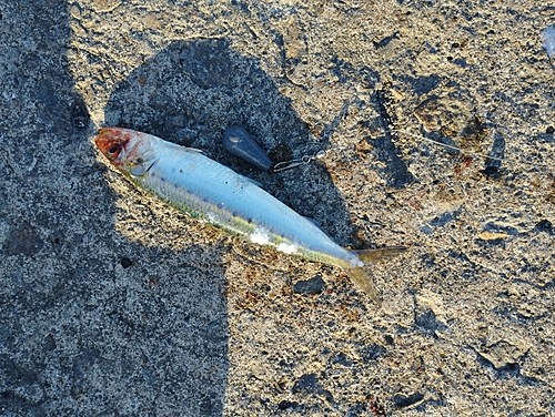 イワシの釣果