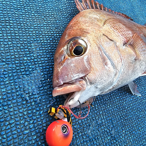 タイの釣果