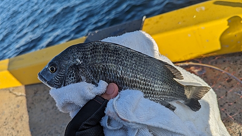 メイタの釣果