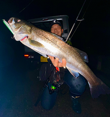 スズキの釣果