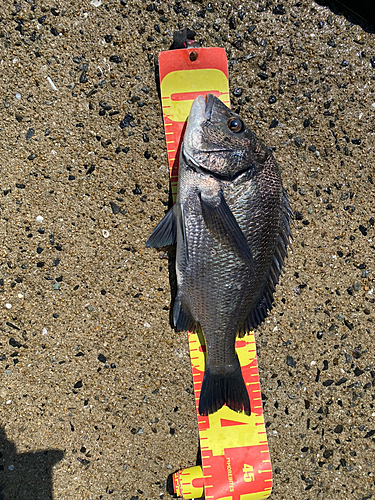 チヌの釣果