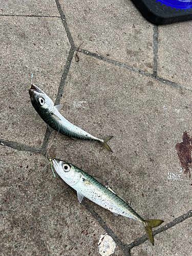 サバの釣果