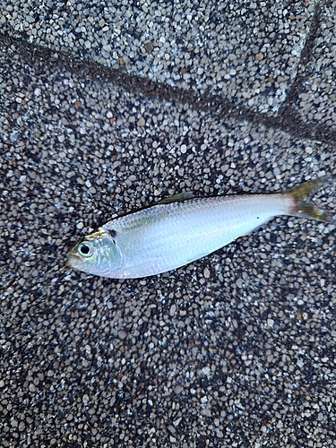 サッパの釣果