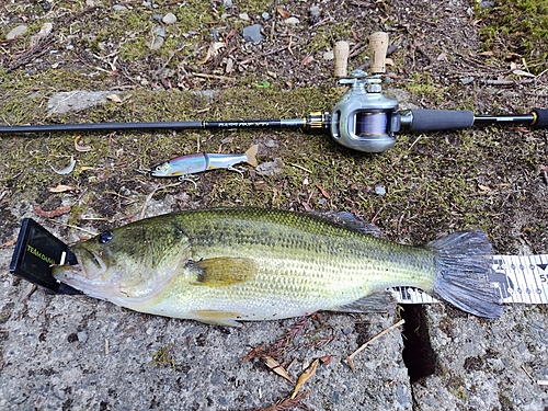 ブラックバスの釣果