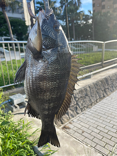 クロダイの釣果