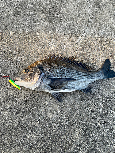 チヌの釣果