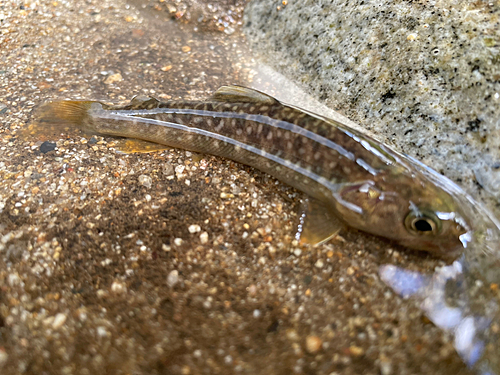 イワナの釣果