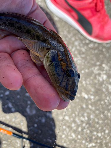 マハゼの釣果