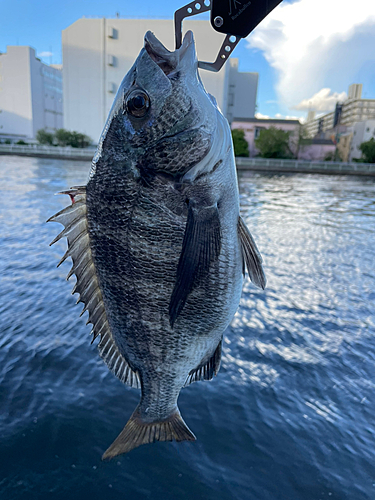 チヌの釣果