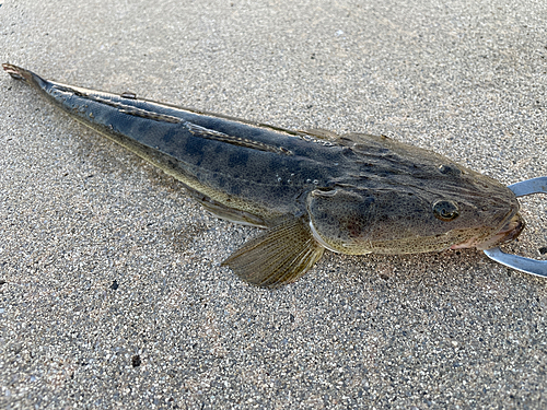 マゴチの釣果