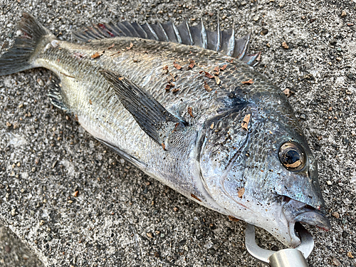 クロダイの釣果