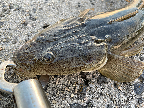 マゴチの釣果