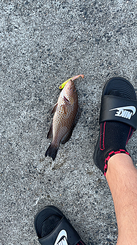 オオモンハタの釣果