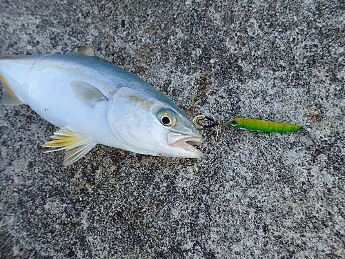 コゾクラの釣果