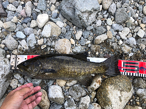 スモールマウスバスの釣果