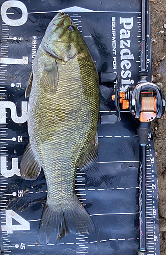 スモールマウスバスの釣果