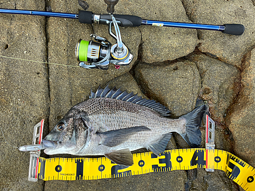 チヌの釣果