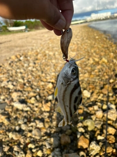 クワガナーの釣果