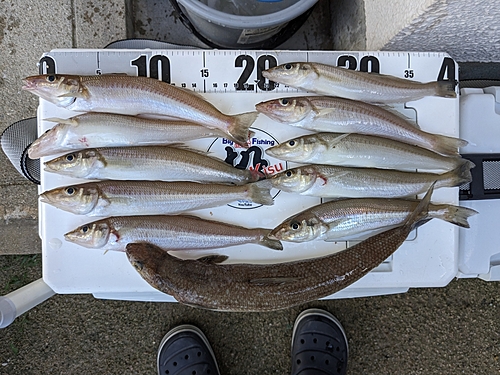 キスの釣果