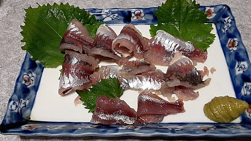 アジの釣果