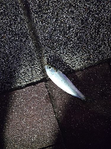 サッパの釣果