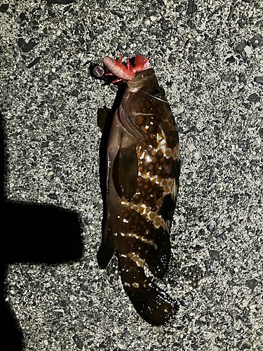アコウの釣果