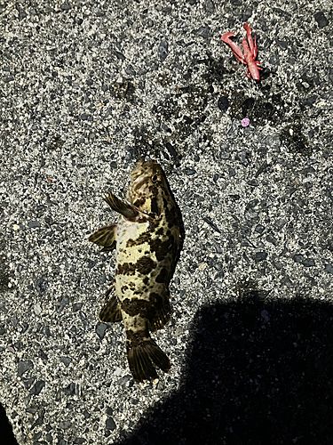 タケノコメバルの釣果