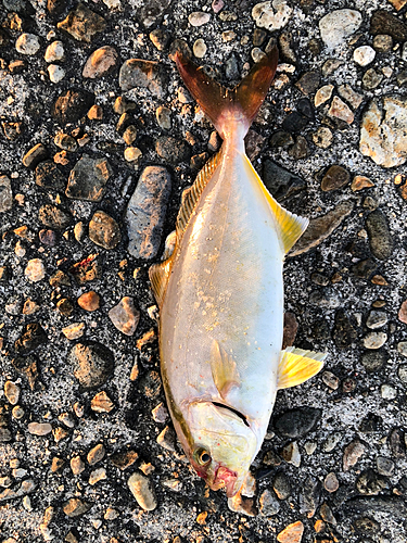 カンパチの釣果