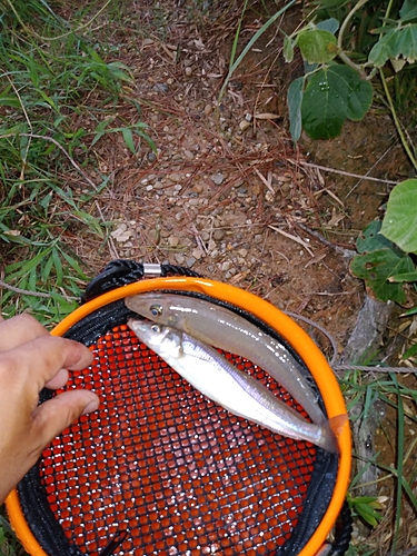 キスの釣果