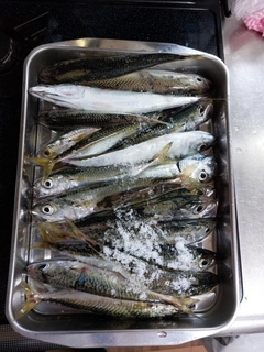 サバの釣果
