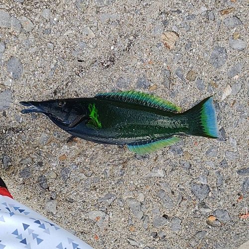 ベラの釣果