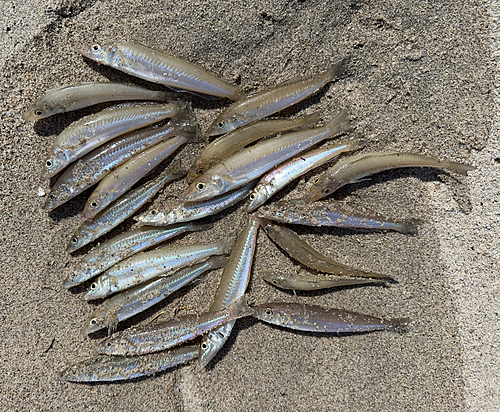 シロギスの釣果