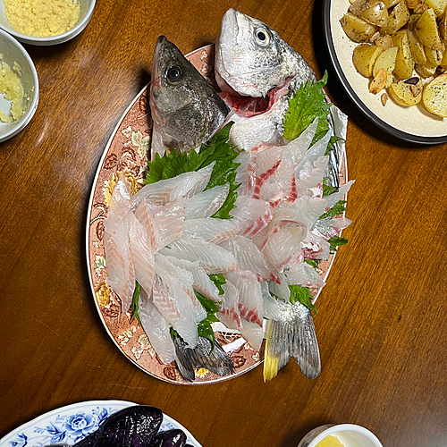 キチヌの釣果