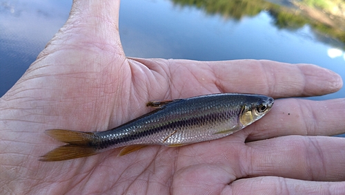 カワムツの釣果