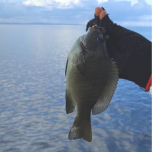 オキナメジナの釣果